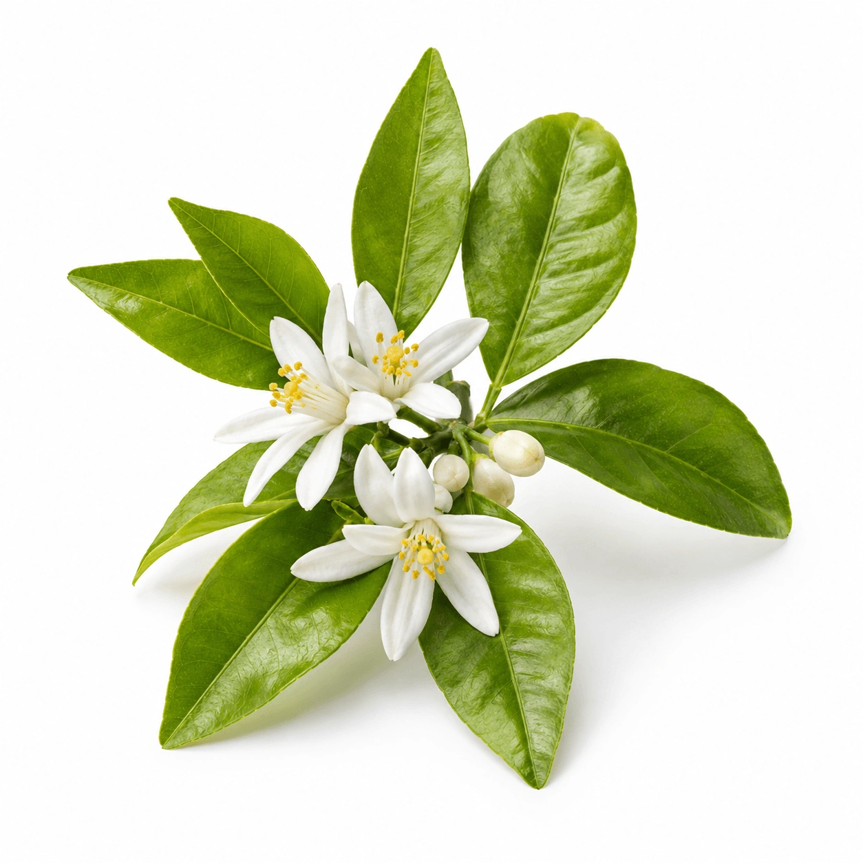 Neroli etherische olie van Natuurzuiver
